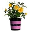 17cm Rose Flower Carpet Gold - Rosa noaschnee