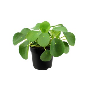 120mm Chinese Money Plant - Pilea Peperomoides