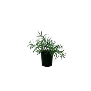 140mm Callistemon Kings Park Special - Callistemon