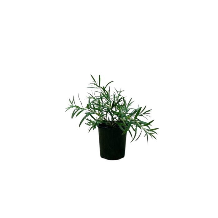 140mm Callistemon Kings Park Special - Callistemon