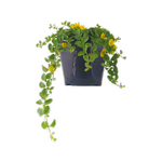 1.5L Lysimachia Creeping Jenny - Lysimachia Nummularia