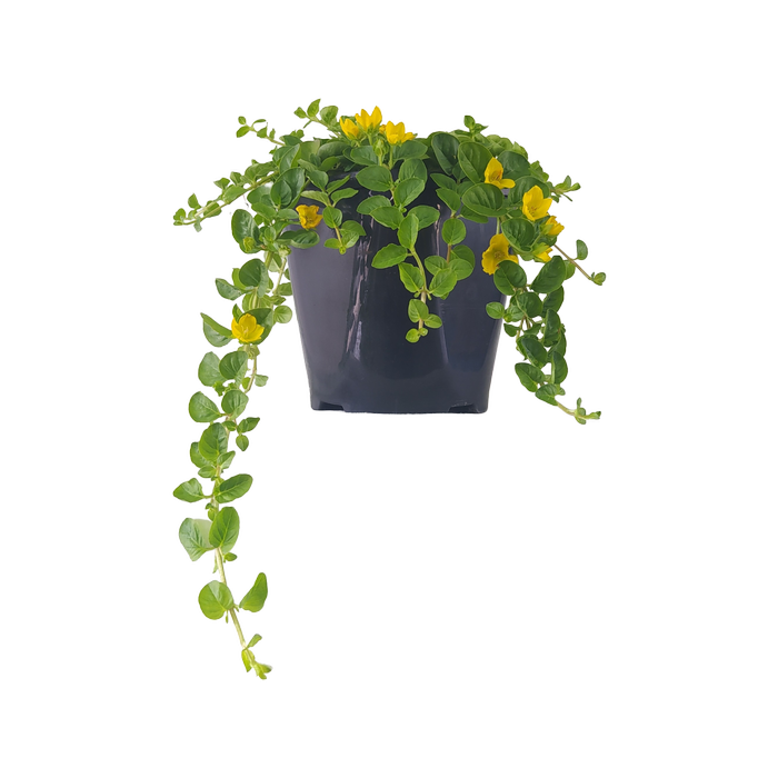 1.5L Lysimachia Creeping Jenny - Lysimachia Nummularia