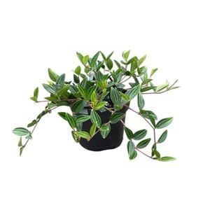 95mm Peperomia Rocca Verde - Peperomia angulata Rocca Verde