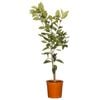 200mm Orange Seedless Valencia - Citrus sinensis