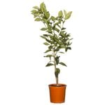 200mm Orange Seedless Valencia - Citrus sinensis
