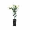 4L Lemon Bush Grafted - Citrus jambhiri
