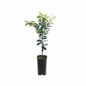4L Lemon Bush Grafted - Citrus jambhiri