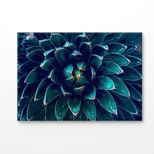 Dark Green Cactus Flower Closeup Print 100% Australian Made 150x100cm (Stretched Canvas)
