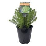 Plants for Ponds - 125mm Upright Water Milfoil