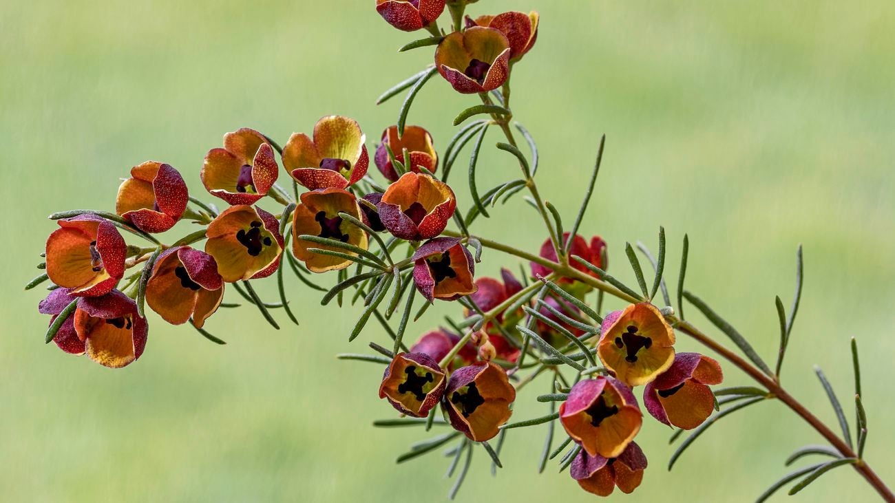 A brown boronia plant stem with blooming flowers