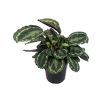 250mm Calathea Medallion - Calathea roseopicta