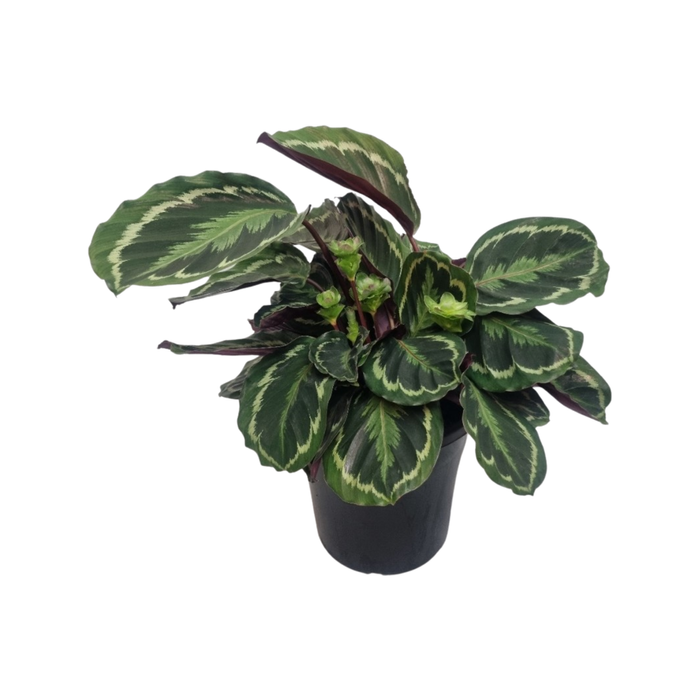 250mm Calathea Medallion - Calathea roseopicta