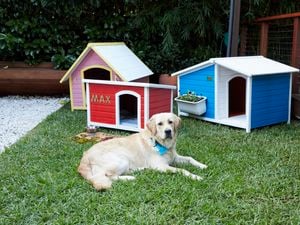 Dog in front of built and painted kennels