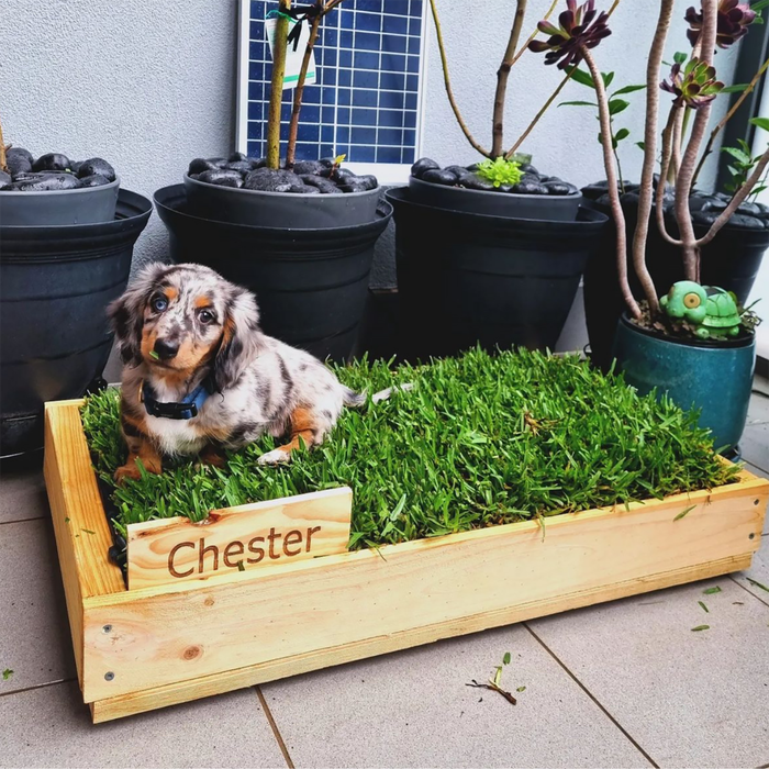 Real Grass Puppy Potty Small