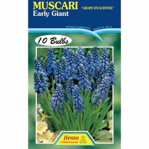 Fiesta Flower Bulbs Muscari Early Giant - 10 Bulbs