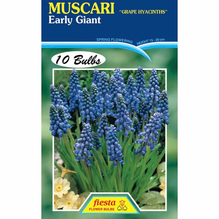 Fiesta Flower Bulbs Muscari Early Giant - 10 Bulbs