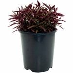 140mm Alternanthera Red Threads - Alternanthera ficoidea