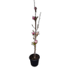 30L Magnolia San Jose - Magnolia soulangeana