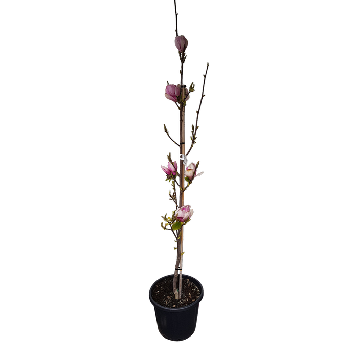 30L Magnolia San Jose - Magnolia soulangeana