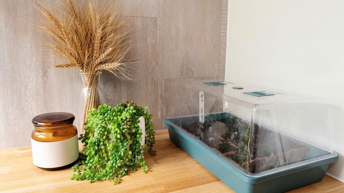 A mini greenhouse on a bench next to a pot of succulents