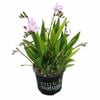 150mm Freesia Nano Ancona - Freesia corymbosa