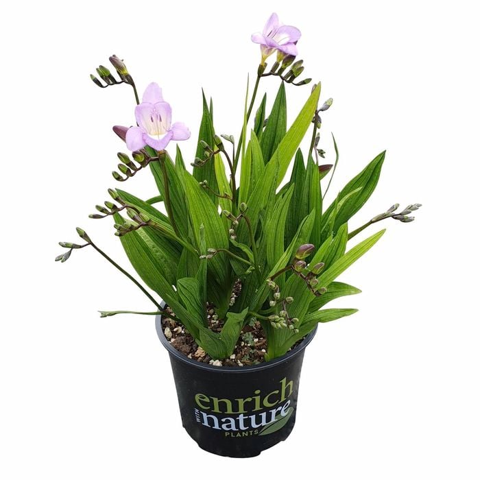 150mm Freesia Nano Ancona - Freesia corymbosa