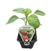 9cm Capsicum Californian Wonder