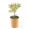 150mm Leucadendron Jester Sunshine - Leucadedron safari Sunshine