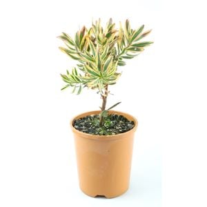 150mm Leucadendron Jester Sunshine - Leucadedron safari Sunshine