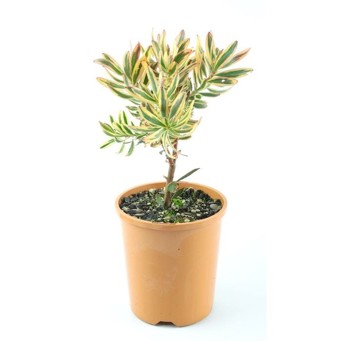 150mm Leucadendron Jester Sunshine - Leucadedron safari Sunshine
