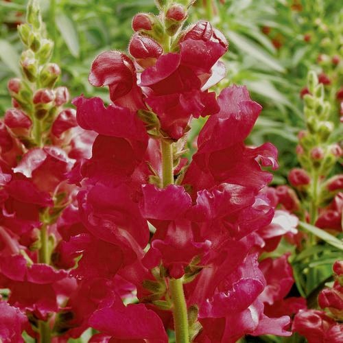 The deep pink velvety blooms of Snapdragon ‘Liberty Crimson’ are heavily fragrant and they make a great cut flower.