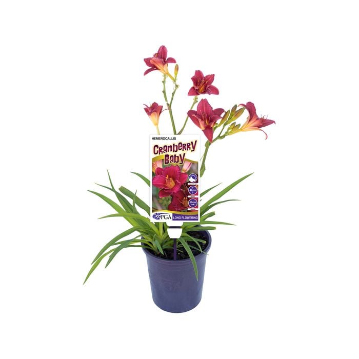 140mm Cranberry Baby - Hemerocallis