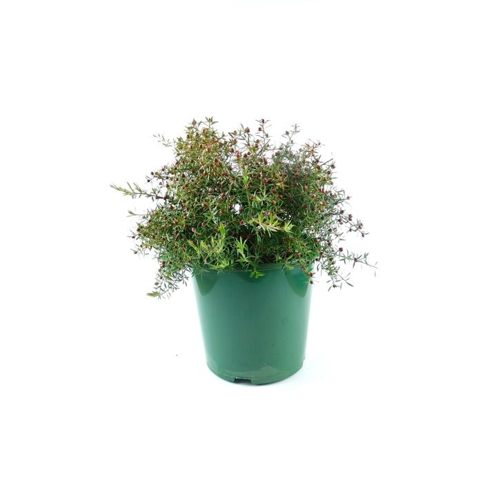 600mm Tea Tree - Leptospermum pageant