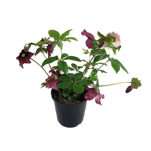 1.9L Helleborus - Hellebore orientalis