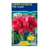 60mm Hippeastrum Double Pink Nymph - Amaryllis