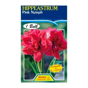 60mm Hippeastrum Double Pink Nymph - Amaryllis