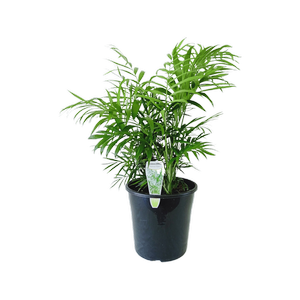 200mm Parlour Palm - Chamaedorea elegans