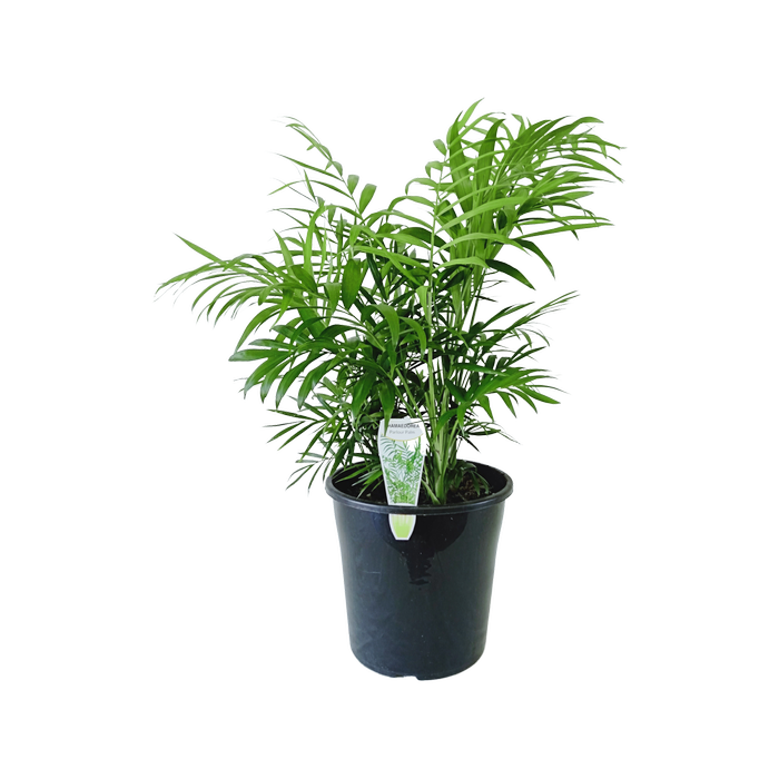 200mm Parlour Palm - Chamaedorea elegans