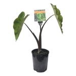 Plants for Ponds - 125mm Taro