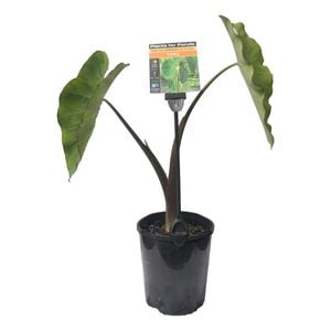 Plants for Ponds - 125mm Taro