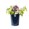 150mm Lamium Beacon Silver - Lamium maculatum
