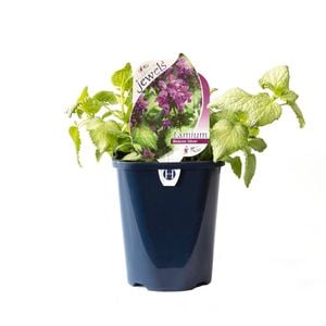 150mm Lamium Beacon Silver - Lamium maculatum