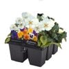 6 Cell Fusion Flowers Pansy White - Viola x wittrockiana