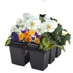6 Cell Fusion Flowers Pansy White - Viola x wittrockiana