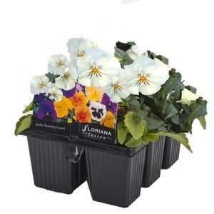 6 Cell Fusion Flowers Pansy White - Viola x wittrockiana
