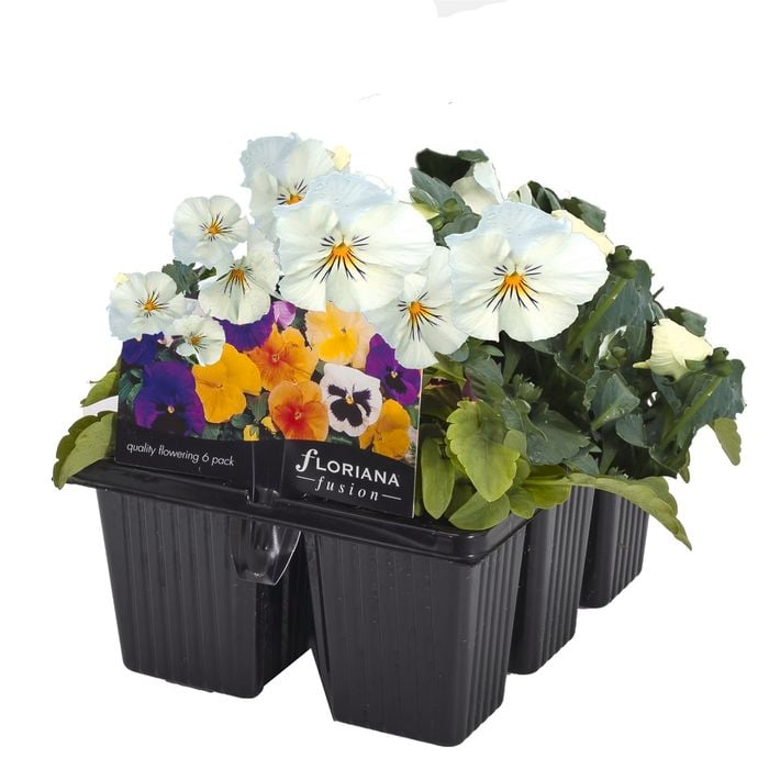 6 Cell Fusion Flowers Pansy White - Viola x wittrockiana