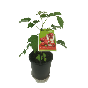 3L Raspberry Tulameen - Rubus idaeus Tulameen - Incredible Edibles Range
