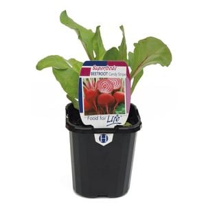95mm Beetroot Candy Stripe - Beta vulgaris Chioggia - Super Foods