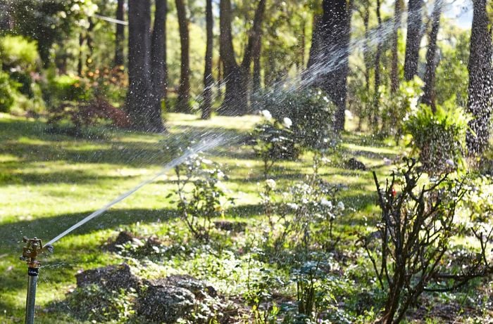 Sprinkler spraying lots of water in green outdoor environment.