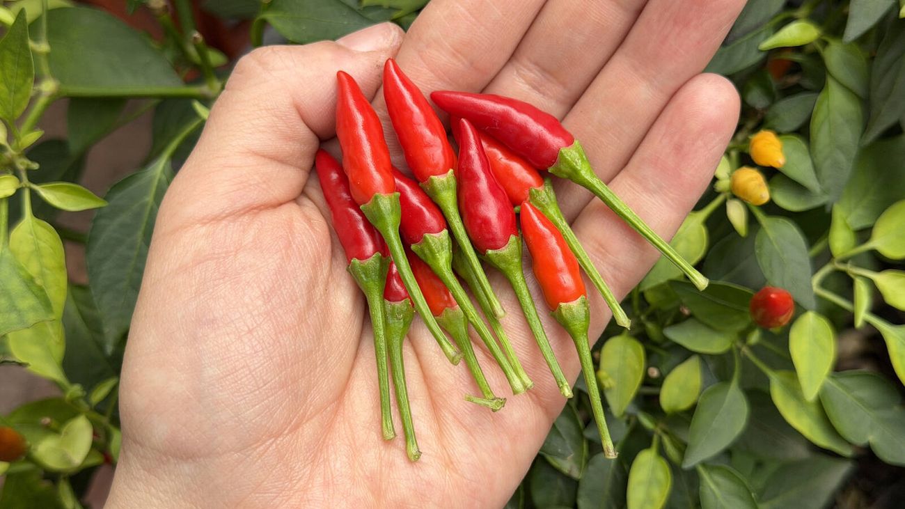 Hand holding freshly picked red chilli peppers against a leafy chilli plant with ripening fruit